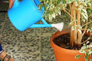 El riego, Las plantas de interior 10