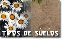 El suelo arenoso, Plantas de interior 1