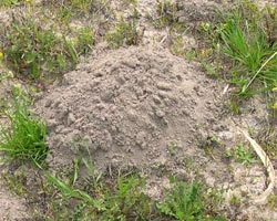 El suelo la turba, Plantas de interior 4