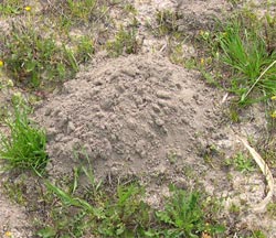El suelo la turba, Plantas de interior 1