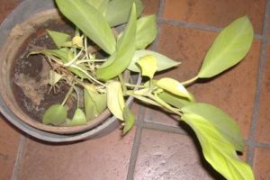 Enfermedades 3, Plantas de interior 11