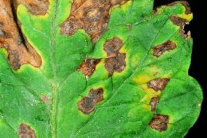 Enfermedades-alternariosis, Plantas de interior 10