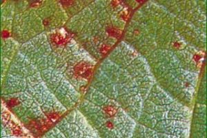 Enfermedades-antracnosis, Plantas de interior 9