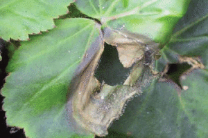 Enfermedades botritis o moho gris, Plantas de interior 8