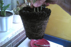 Cambio de macetas, Plantas de interior 1