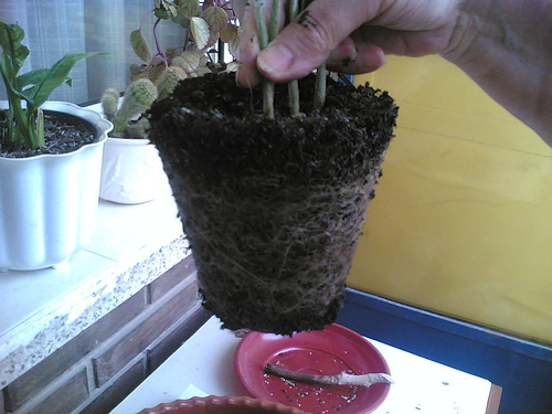 Cambio de macetas, Plantas de interior 1