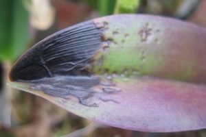 Enfermedades – Bacterias, Plantas de interior 3