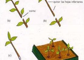 Esquejes de tallos, Multiplicación de las plantas, Plantas de interior 10