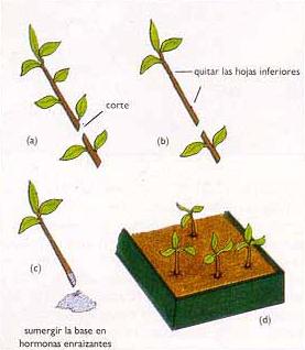 Esquejes de tallos, Multiplicación de las plantas, Plantas de interior 1