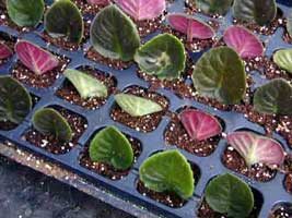 Esquejes de hoja entera, Multiplicación de las plantas, Plantas de interior 12