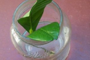 Esquejes en agua, Multiplicación de las plantas, Plantas de interior 9