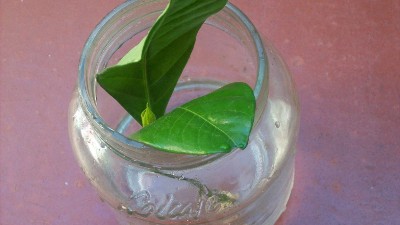 Esquejes en agua, Multiplicación de las plantas, Plantas de interior 1