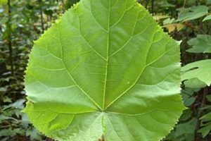 Esquejes de hojas, Multiplicación de las plantas, Plantas de interior 11