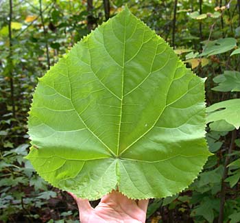 Esquejes de hojas, Multiplicación de las plantas, Plantas de interior 1