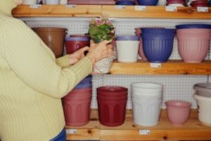 Las macetas-I, Plantas de interior 12