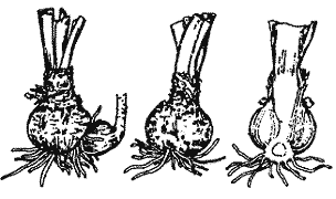 Bulbos, Multiplicación de las plantas, Plantas de interior 1