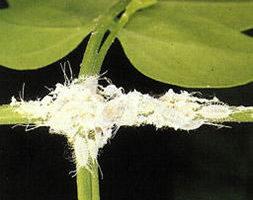 Enfermedades, Plantas de interior 1