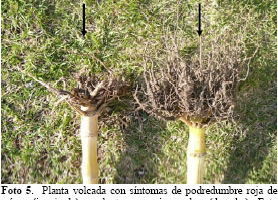 Enfermedades-podredumbre de raíces, Plantas de interior 4