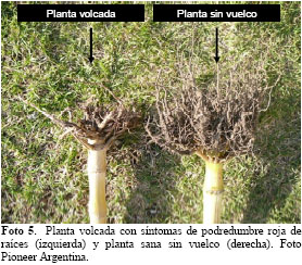 Enfermedades-podredumbre de raíces, Plantas de interior 1