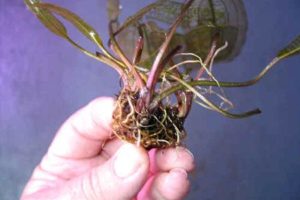 Multiplicación de las plantas, Por división, Plantas de interior 5