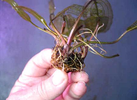 Multiplicación de las plantas, Por división, Plantas de interior 1