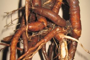 Multiplicación de las plantas, Raíces tuberosas, Plantas de interior 4
