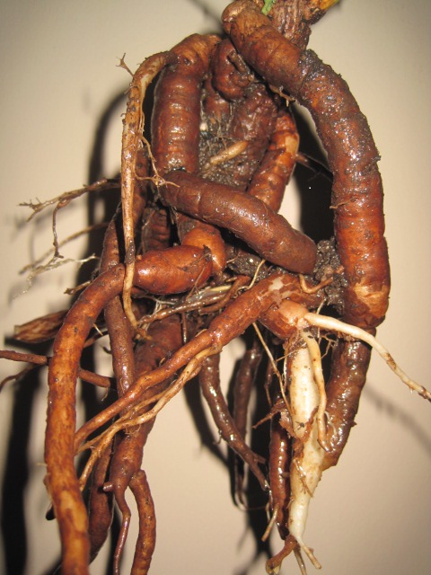 Multiplicación de las plantas, Raíces tuberosas, Plantas de interior 1