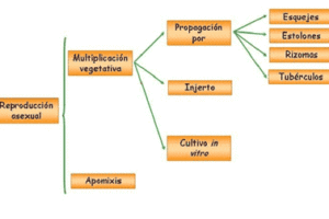 Multiplicación de las plantas, Plantas de interior 3