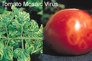 Enfermedades – virus, Plantas de interior 2
