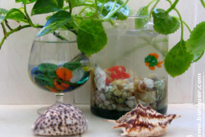Hidrocultivo, Plantas de interior 10