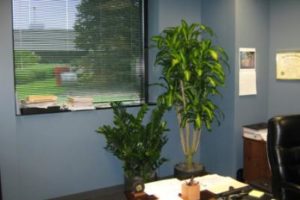 Plantas en la oficina 7
