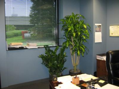 Plantas en la oficina 1