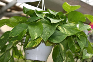 Decorar con plantas de interior 4