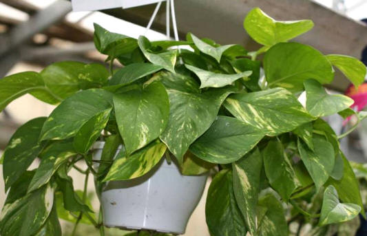 Decorar con plantas de interior 1