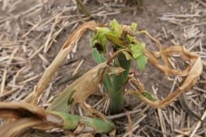 Nosotros el peor peligro para las plantas 10