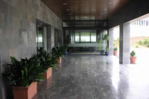 Elección de las plantas para las oficinas 9