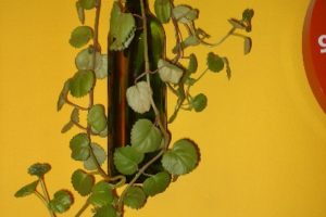 Plantas en recipientes de cristal, Plantas de interior 9
