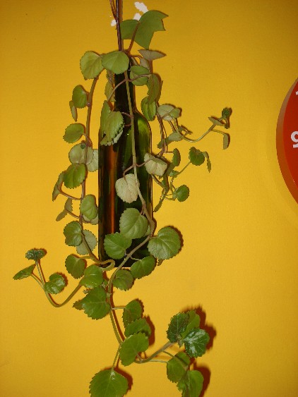 Plantas en recipientes de cristal, Plantas de interior 1