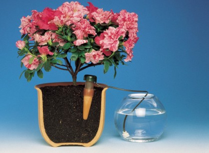 Vacaciones, Plantas de interior 1