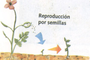 Semillas, Plantas de interior 7