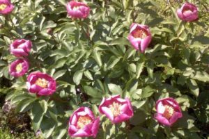 Las plantas y el tiempo 6