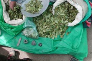 La planta de coca 5