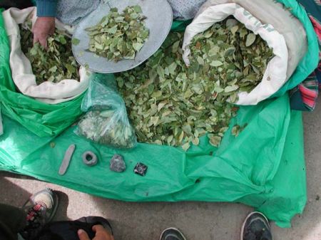 La planta de coca 1