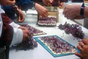 Las flores y sus aromas, enfleurage 8