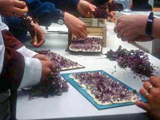 Las flores y sus aromas, enfleurage 1