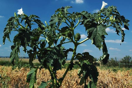 Plantas malditas Estramonio