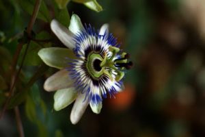 Flor del Fruto de la pasión 10