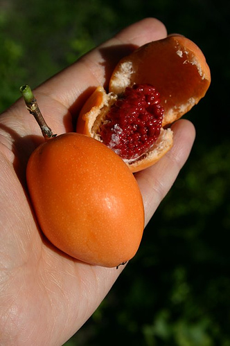 Fruto de la pasión 1