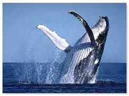 El significado de soñar con ballenas 1