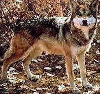 El significado de soñar con lobos 1